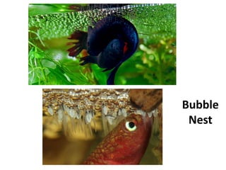 Fish-Reproduction-and-Development prewntation.pdf