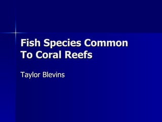 Fish Species Common To Coral Reefs Taylor Blevins 