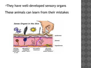 
They have well-developed sensory organs
These animals can learn from their mistakes
 