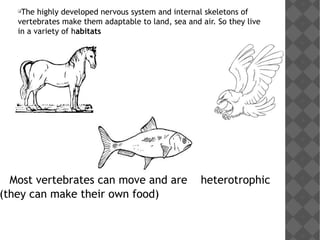 
The highly developed nervous system and internal skeletons of
vertebrates make them adaptable to land, sea and air. So they live
in a variety of habitats
Most vertebrates can move and are heterotrophic
(they can make their own food)
 