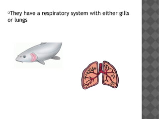 
They have a respiratory system with either gills
or lungs
 