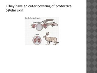 
They have an outer covering of protective
celular skin
 