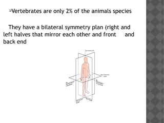 
Vertebrates are only 2% of the animals species
They have a bilateral symmetry plan (right and
left halves that mirror each other and front and
back end
 