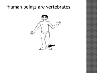 
Human beings are vertebrates
 