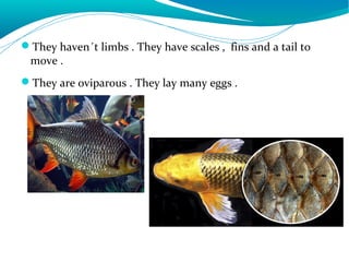 They haven´t limbs . They have scales , fins and a tail to
move .
They are oviparous . They lay many eggs .
 