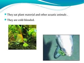 They eat plant material and other acuatic animals .
They are cold-blooded.
 