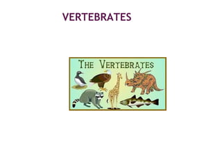 VERTEBRATES
 
