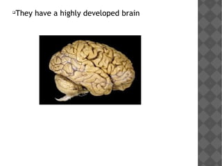
They have a highly developed brain
 