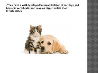 
They have a well-developed internal skeleton of cartilage and
bone. So vertebrates can develop bigger bodies than
invertebrates
 