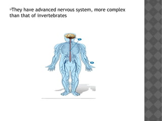 
They have advanced nervous system, more complex
than that of invertebrates
 