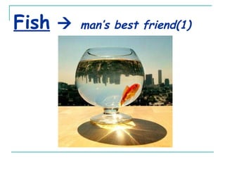 Fish      man’s best friend(1) 