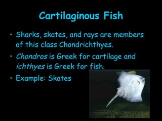 Fish 15 1 | PPT