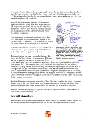 Fish anatomy | PDF