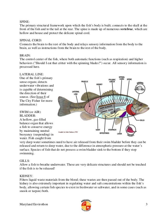 Fish anatomy