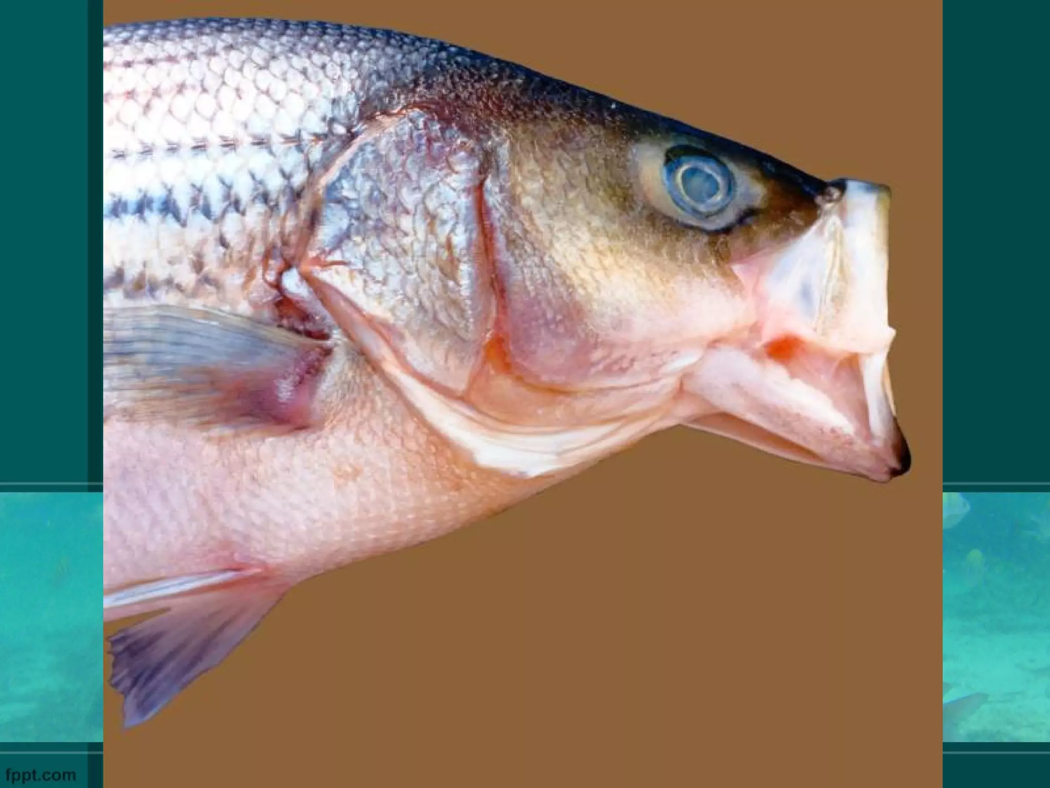 Fish anatomy and physilogy | PPT