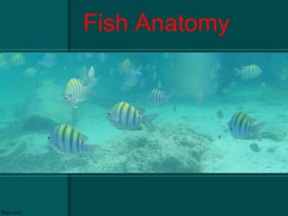 Fish Anatomy
 
