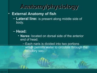 Anatomy/physiologyAnatomy/physiology
• External Anatomy of fish
– Lateral line: is present along middle side of
body.
– Head:
• Nares: located on dorsal side of the anterior
end of head.
– Each naris is divided into two portions
which permits water to circulate through the
olfactory sac.
 