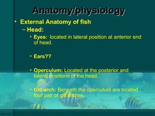 Anatomy/physiologyAnatomy/physiology
• External Anatomy of fish
– Head:
• Eyes: located in lateral position at anterior end
of head.
• Ears??
• Operculum: Located at the posterior and
lateral positions of the head.
• Gill arch: Beneath the operculum are located
four pair of gill arches.
 