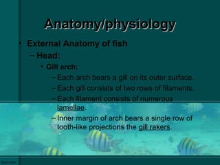 How Do Fish Fish anatomy and physilogy | PPT