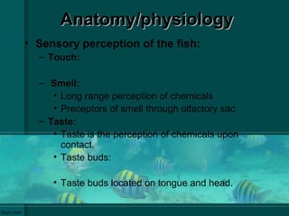 Anatomy/physiologyAnatomy/physiology
• Sensory perception of the fish:
– Touch:
– Smell:
• Long range perception of chemicals
• Preceptors of smell through olfactory sac
– Taste:
• Taste is the perception of chemicals upon
contact.
• Taste buds:
• Taste buds located on tongue and head.
 