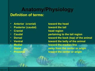 Anatomy/Physiology
Definition of terms:
• Anterior (cranial) toward the head
• Posterior (caudal) toward the tail
• Cranial head region
• Caudal pertaining to the tail region
• Dorsal toward the back (top) of the animal
• Ventral toward the belly of the animal
• Medial toward the median line
• Distal away from the center or origin
• Proximal toward the center or origin
 