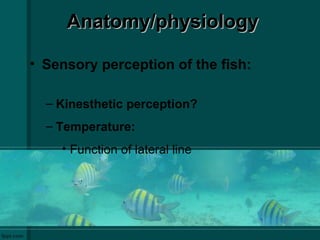 Anatomy/physiologyAnatomy/physiology
• Sensory perception of the fish:
– Kinesthetic perception?
– Temperature:
• Function of lateral line
 