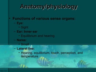 Anatomy/physiologyAnatomy/physiology
• Functions of various sense organs:
– Eye:
• Sight
– Ear: Inner ear
• Equilibrium and hearing
– Nares:
• Smell
– Lateral line:
• Hearing, equilibrium, touch, perception, and
temperature
 