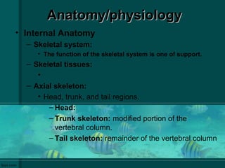 Anatomy/physiologyAnatomy/physiology
• Internal Anatomy
– Skeletal system:
• The function of the skeletal system is one of support.
– Skeletal tissues:
•
– Axial skeleton:
• Head, trunk, and tail regions.
– Head:
– Trunk skeleton: modified portion of the
vertebral column.
– Tail skeleton: remainder of the vertebral column
 