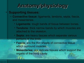 Anatomy/physiologyAnatomy/physiology
• Supporting tissues:
– Connective tissue: ligaments, tendons, septa, fascia,
and mesenteries.
• Ligaments: tough bands of tissue between bones.
• Tendons: thick narrow bands by which muscles are
attached to the skeleton.
• Septa: are heavy tissues which separate various
portions of the body.
• Fascia: are the thin sheets of connective tissue
which surround muscles.
• Mesenteries: are delicate tissues which support the
organs of the body cavity.
 