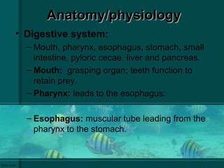 Anatomy/physiologyAnatomy/physiology
• Digestive system:
– Mouth, pharynx, esophagus, stomach, small
intestine, pyloric cecae, liver and pancreas.
– Mouth: grasping organ; teeth function to
retain prey.
– Pharynx: leads to the esophagus:
– Esophagus: muscular tube leading from the
pharynx to the stomach.
 