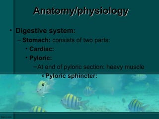Anatomy/physiologyAnatomy/physiology
• Digestive system:
– Stomach: consists of two parts:
• Cardiac:
• Pyloric:
–At end of pyloric section: heavy muscle
»Pyloric sphincter:
»
 