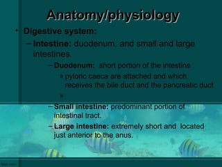 Anatomy/physiologyAnatomy/physiology
• Digestive system:
– Intestine: duodenum, and small and large
intestines.
– Duodenum: short portion of the intestine
» pyloric caeca are attached and which
receives the bile duct and the pancreatic duct
»
– Small intestine: predominant portion of
intestinal tract.
– Large intestine: extremely short and located
just anterior to the anus.
 