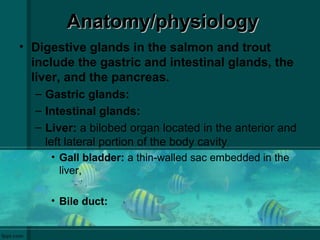 Anatomy/physiologyAnatomy/physiology
• Digestive glands in the salmon and trout
include the gastric and intestinal glands, the
liver, and the pancreas.
– Gastric glands:
– Intestinal glands:
– Liver: a bilobed organ located in the anterior and
left lateral portion of the body cavity
• Gall bladder: a thin-walled sac embedded in the
liver,
• Bile duct:
 