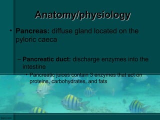 Anatomy/physiologyAnatomy/physiology
• Pancreas: diffuse gland located on the
pyloric caeca
– Pancreatic duct: discharge enzymes into the
intestine
• Pancreatic juices contain 3 enzymes that act on
proteins, carbohydrates, and fats
 