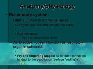 Anatomy/physiologyAnatomy/physiology
• Respiratory system:
– Gills: Function to exchange gases
• Oxygen absorbed through gills into blood
•
• Gas exchange:
– Flow from dense to less dense
– Air bladder: doesn’t function as respiratory
organ in salmonids
•
• Fry and fingerling stages: air bladder connected
by duct to the esophagus (surface feeding?)
 