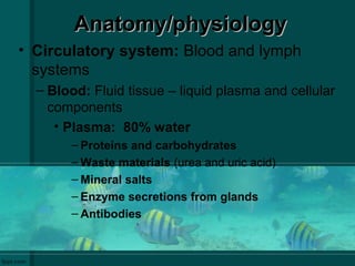 Anatomy/physiologyAnatomy/physiology
• Circulatory system: Blood and lymph
systems
– Blood: Fluid tissue – liquid plasma and cellular
components
• Plasma: 80% water
– Proteins and carbohydrates
– Waste materials (urea and uric acid)
– Mineral salts
– Enzyme secretions from glands
– Antibodies
 