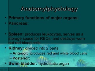 Anatomy/physiologyAnatomy/physiology
• Primary functions of major organs:
• Pancreas:
• Spleen: produces leukocytes, serves as a
storage space for RBCs, and destroys worn
out red blood cells
• Kidney: divided into 2 parts
– Anterior: produces red and white blood cells
– Posterior:
• Swim bladder: hydrostatic organ
 