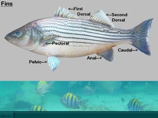 Fish anatomy and physilogy | PPT