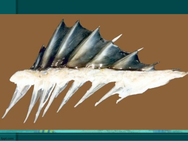 Fish anatomy and physilogy