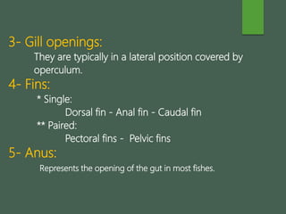 3- Gill openings:
They are typically in a lateral position covered by
operculum.
4- Fins:
* Single:
Dorsal fin - Anal fin - Caudal fin
** Paired:
Pectoral fins - Pelvic fins
5- Anus:
Represents the opening of the gut in most fishes.
 