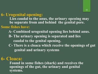 18
6- Urogenital opening:
Lies caudal to the anus, the urinary opening may
be separate from and behind the genital pore.
Some fishes have:
A- Combined urogenital opening lies behind anus.
B- The urinary opening is separated and lies
caudal to the genital opening.
C- There is a cloaca which receive the openings of gut
genital and urinary systems
6- Cloaca:
Found in some fishes (shark) and receives the
openings of the gut, the urinary and genital
systems.
 