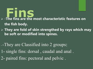 Fins -The fins are the most characteristic features on
the fish body.
 They are fold of skin strengthed by rays which may
be soft or modified into spines.
- -They are Classified into 2 groups:
1- single fins: dorsal , caudal and anal .
2- paired fins: pectoral and pelvic .
 