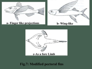 Anatomy of External Organs of the Fishes | PPTX