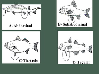 A- Abdominal B- Subabdominal
C-Thoracic D- Jugular
 