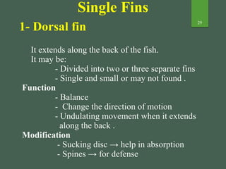 29
Single Fins
It extends along the back of the fish.
It may be:
- Divided into two or three separate fins
- Single and small or may not found .
Function
- Balance
- Change the direction of motion
- Undulating movement when it extends
along the back .
Modification
- Sucking disc → help in absorption
- Spines → for defense
1- Dorsal fin
 
