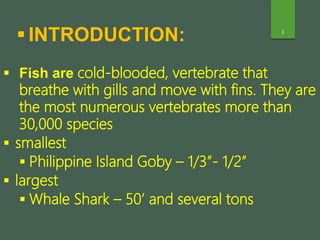 3
 Fish are cold-blooded, vertebrate that
breathe with gills and move with fins. They are
the most numerous vertebrates more than
30,000 species
 smallest
 Philippine Island Goby – 1/3”- 1/2”
 largest
 Whale Shark – 50’ and several tons
 INTRODUCTION:
 
