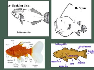 A- Sucking disc
A- Sucking disc
B- Spine
 