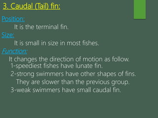 Position:
It is the terminal fin.
Size:
It is small in size in most fishes.
Function:
It changes the direction of motion as follow.
1-speediest fishes have lunate fin.
2-strong swimmers have other shapes of fins.
They are slower than the previous group.
3-weak swimmers have small caudal fin.
3. Caudal (Tail) fin:
 