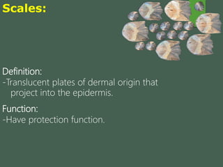Anatomy Of External Organs Of The Fishes PPTX anatomy-of-external-organs-of-the-fishes-pptx