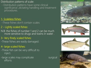 Distribution patterns of scale:
- Distribution patterns have some clinical
significance ,dictating handling and treatment
procedures.
1- Scaleless fishes:
-These fishes don’t contain scales
2 - Lightly scaled fishes:
N.B: the fishes of number 1 and 2 can be much
more sensitive to drugs and toxins in water .
3- Very finely scaled fishes:
-These fishes are easily damaged.
4- large scaled fishes:
-These fish can be very difficult to
inject.
-large scales may complicate surgical
efforts.
 